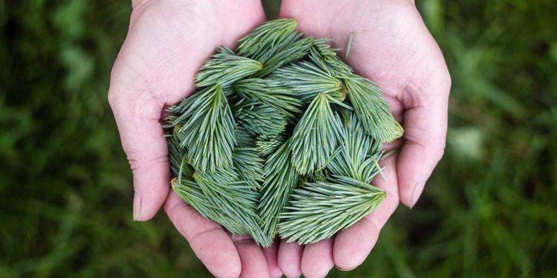 Kelsey Soronen：创意项目如何构建一个引人入胜的艺术家作品集